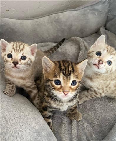 $500 : gatitos buscando nuevos hogare image 2