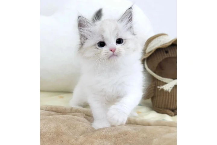 $250 : Ragdoll Kittens For Sale image 2