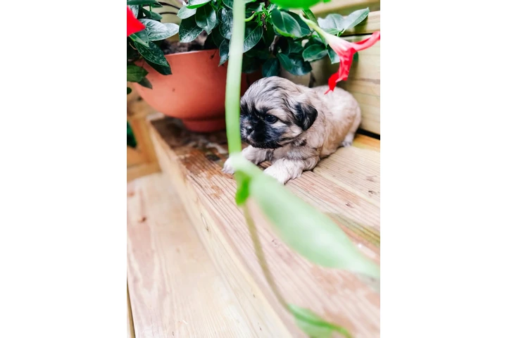 $350 : Cachorros Shihtzu en venta image 3