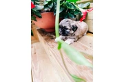 $350 : Cachorros Shihtzu en venta thumbnail