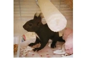 $290 : Adorable ardilla en adopción thumbnail