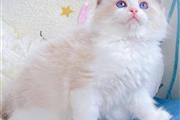 $310 : Dos gatitos Ragdoll thumbnail