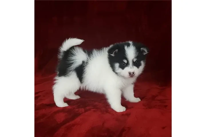 $400 : Cachorros de Pomsky y Husky image 6