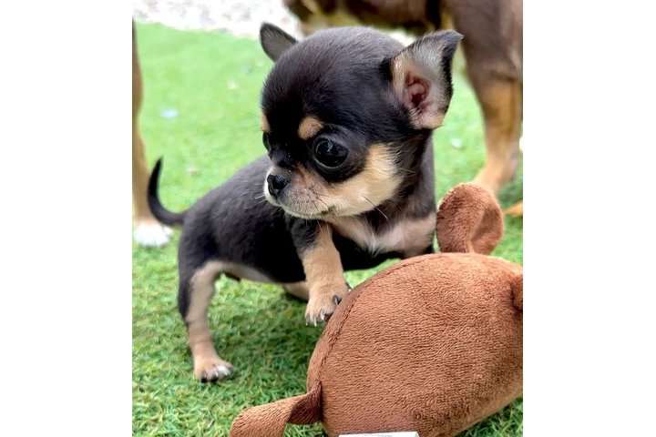 $250 : Chihuahua puppies tea cup image 2