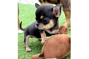 $250 : Chihuahua puppies tea cup thumbnail