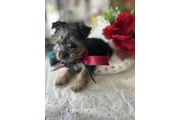 $650 : Yorkie niño  con vacunas thumbnail