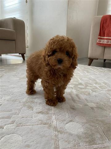 $800 : Male & Female poodle puppies image 2