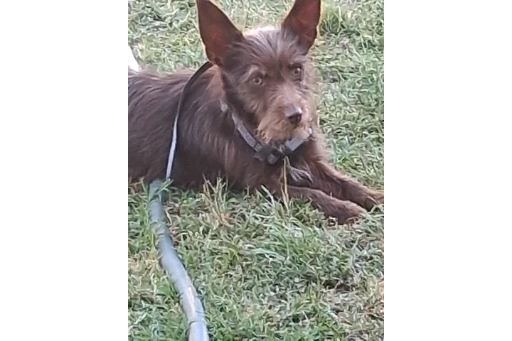 $1 : Regalo perrita image 2