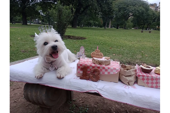 Peluquería y Adiestramiento image 9
