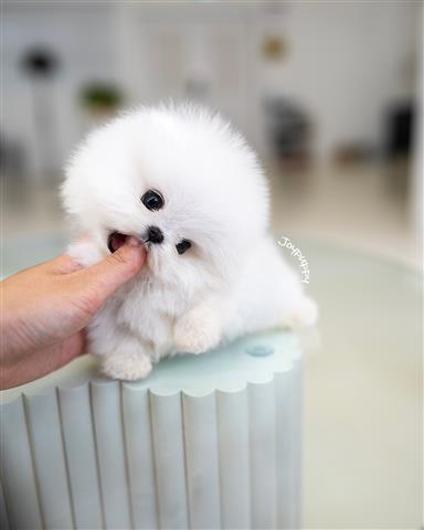 $250 : pomeranian puppies available image 2