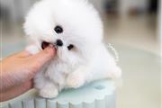 $250 : pomeranian puppies available thumbnail