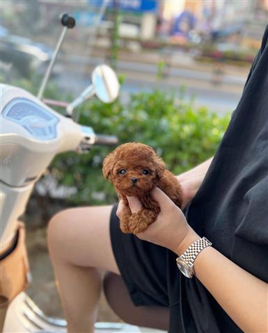 $300 : Teacup Maltese puppy image 2