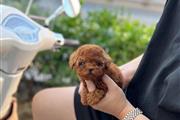 $300 : Teacup Maltese puppy thumbnail