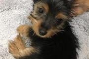 Cachorro Yorkie en venta en Atlanta