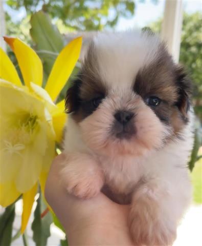 $350 : SHIHTZU image 4