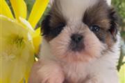 $350 : SHIHTZU thumbnail