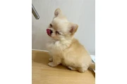 $350 : cachorros chihuahua thumbnail