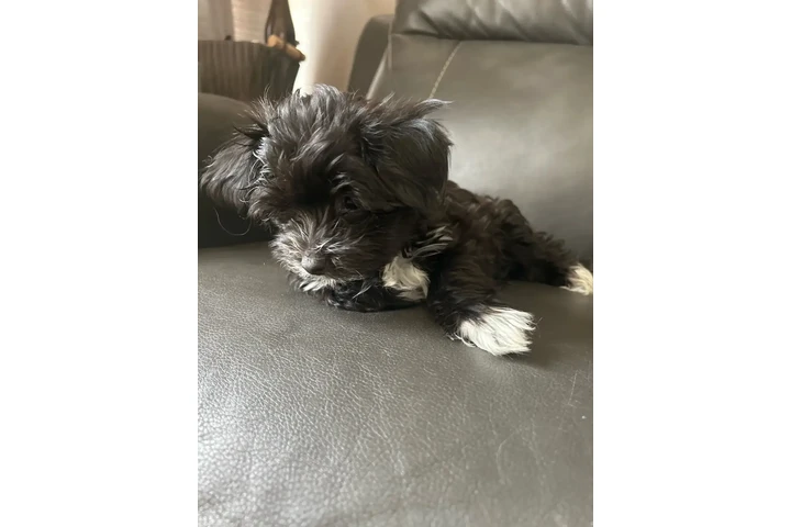 $2200 : Morkie Puppies image 7