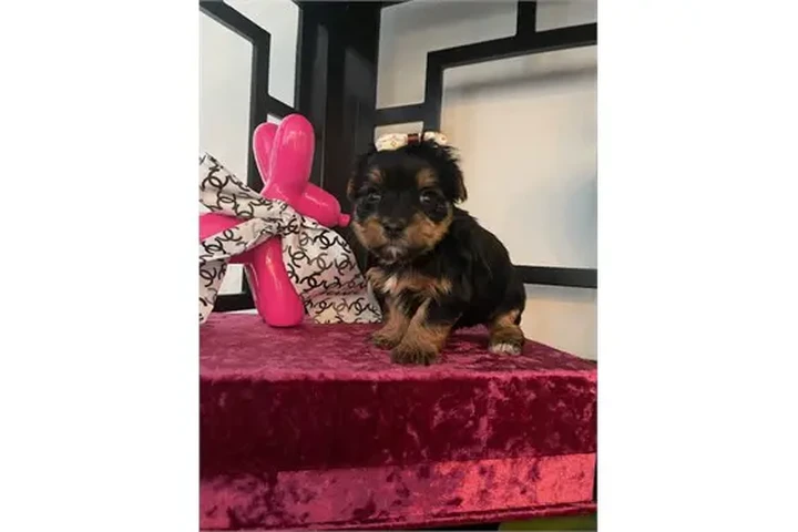$350 : Cachorros Yorkie image 1