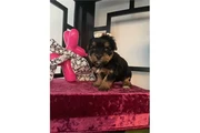 Cachorros Yorkie
