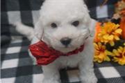 $390 : bichon fries puppies thumbnail