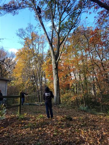 Tree Services in Glen Burnie image 6