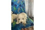 Maltipoo en Los Angeles