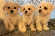 Greate Swag Maltese Puppies .