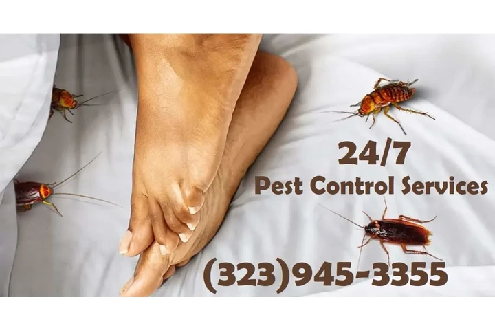 PEST CONTROL-CLASIFICADOS #1. image 7