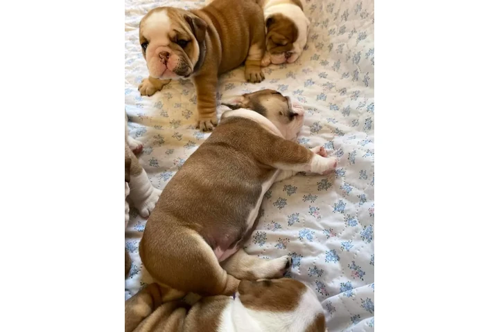 $350 : Bulldog inglés image 3