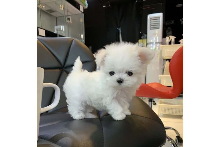 $500 : Bichon frise cachorros image 3