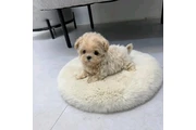 Teacup maltipoo puppy for sale en New Haven