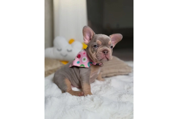 $500 : New shade Isabella tan fluffy image 2