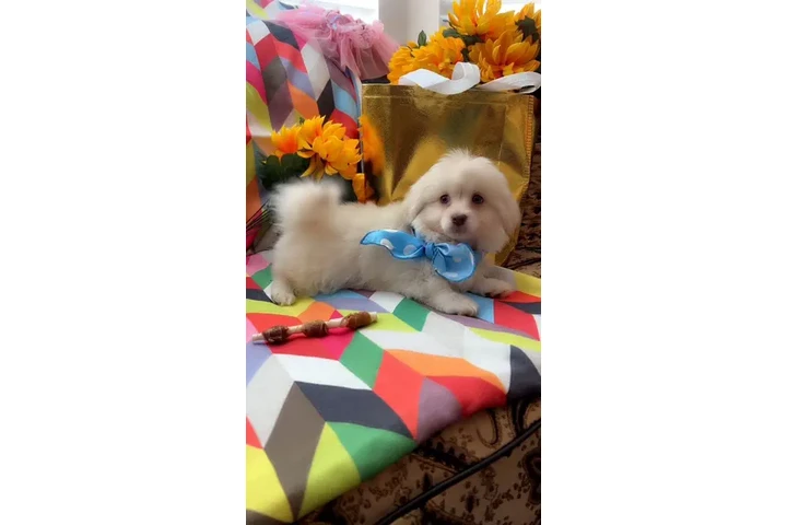 $450 : MALTIPOOS OJOS AZULES image 3