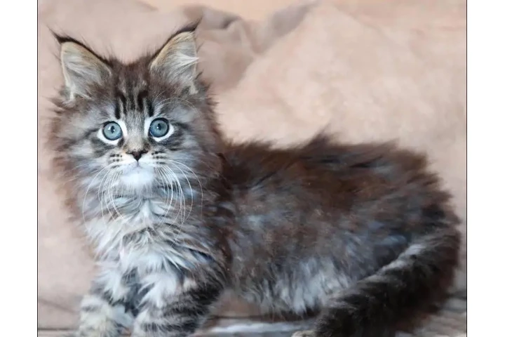 $380 : Preciosos gatitos Maine Coon image 1