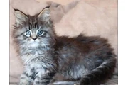 Preciosos gatitos Maine Coon en Tampa
