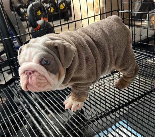 $350 : BULLDOG INGLÉS EN VENTA image 4