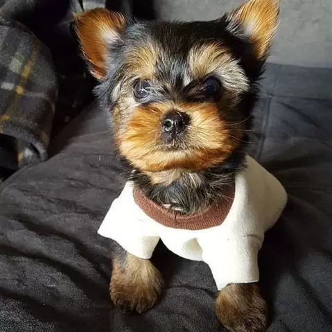 $500 : Yorkshire terrier cachorros va image 1