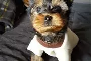 Yorkshire terrier cachorros va en Rochester
