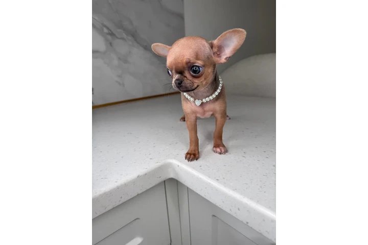 $250 : Chihuahua teacup puppies image 9