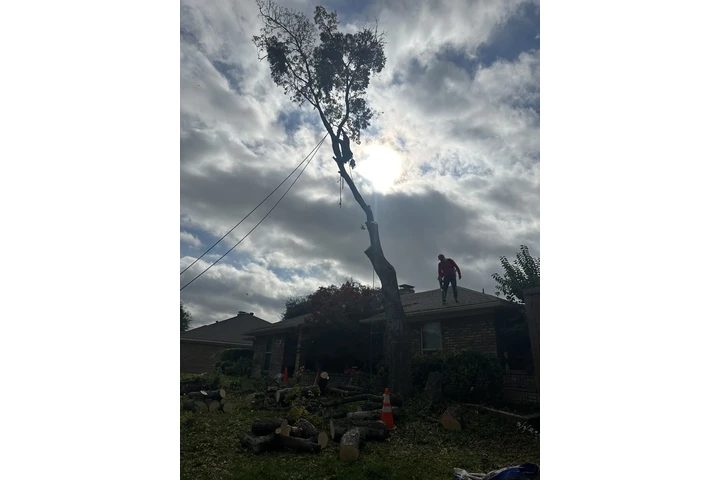 Tree service image 2
