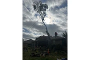 Tree service thumbnail