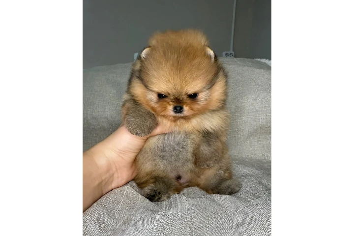 $350 : Pomerania taza de té image 4