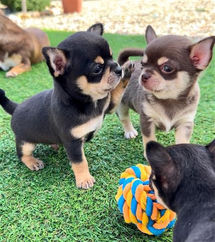 $300 : Cute Chihuahuas for-sale image 2