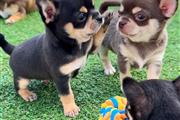$300 : Cute Chihuahuas for-sale thumbnail