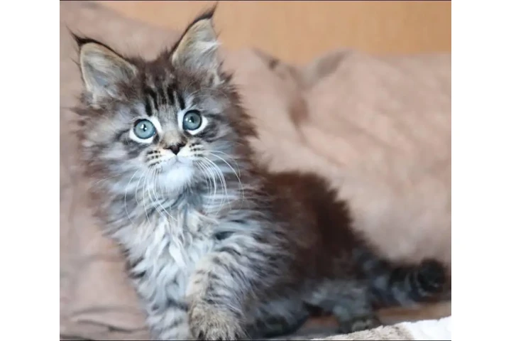 $380 : Preciosos gatitos Maine Coon image 2