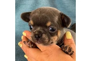 $350 : chihuahua en venta thumbnail