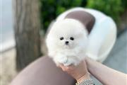 Teacup Pomeranian puppies en Los Angeles