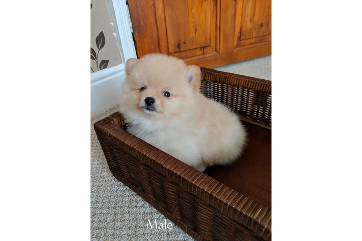 $1 : Cachorros Pomeranian todavía image 1