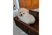 Cachorros Pomeranian todavía